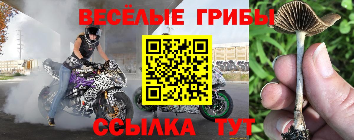 Кимовск  Галлюциногенные грибы MAGIC MUSHROOMS  Вход с VPN 